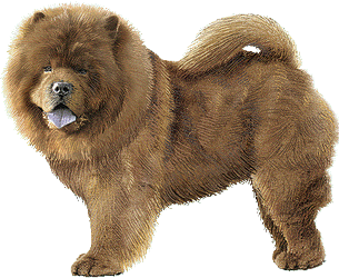 Le Chow-chow