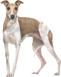 Le Whippet