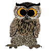 P'tit hibou