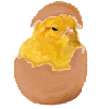 P'tit poussin