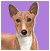 Le Basenji