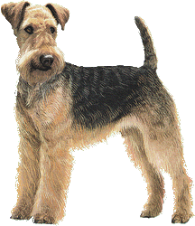 L'Airedale terrier