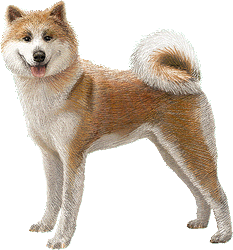 L'Akita inu