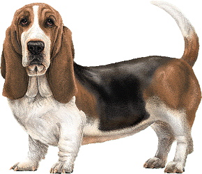 Le Basset-Hound