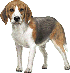 Le Beagle