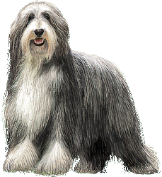 Le Bearded Collie