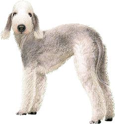 Le Bedlington terrier