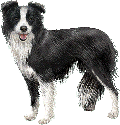 Le Border Collie