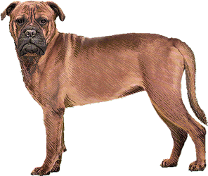 Le Bullmastiff