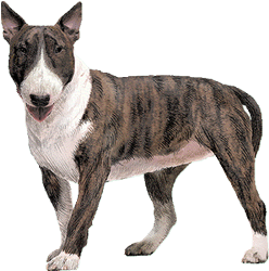 Le Bull terrier