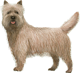 Le Cairn terrier