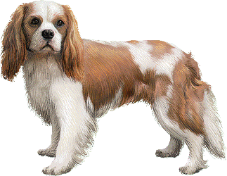 Le Cavalier King Charles