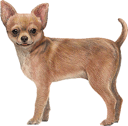 Le Chihuahua