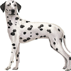 Le Dalmatien