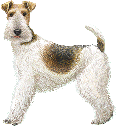 Le Fox-terrier à poil dur