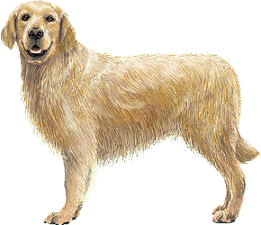 Le Golden retriever