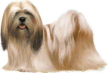 Le Lhassa apso