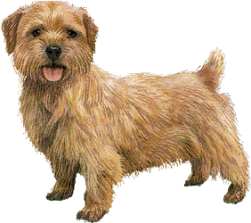 Le Norfolk terrier