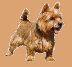 Le Norwich terrier