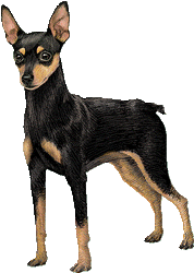 Le Pinscher nain