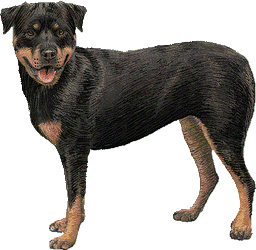 Le Rottweiler